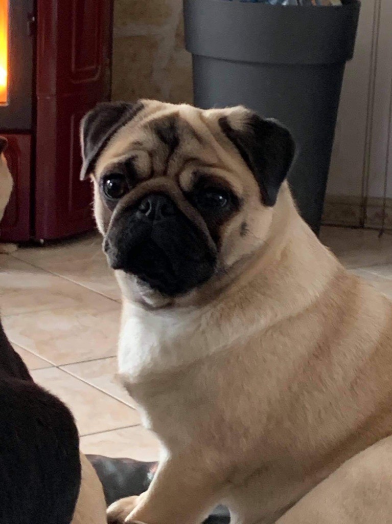CH. New york city girl of the pugs story