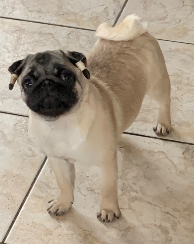A lady melody of golden pugs