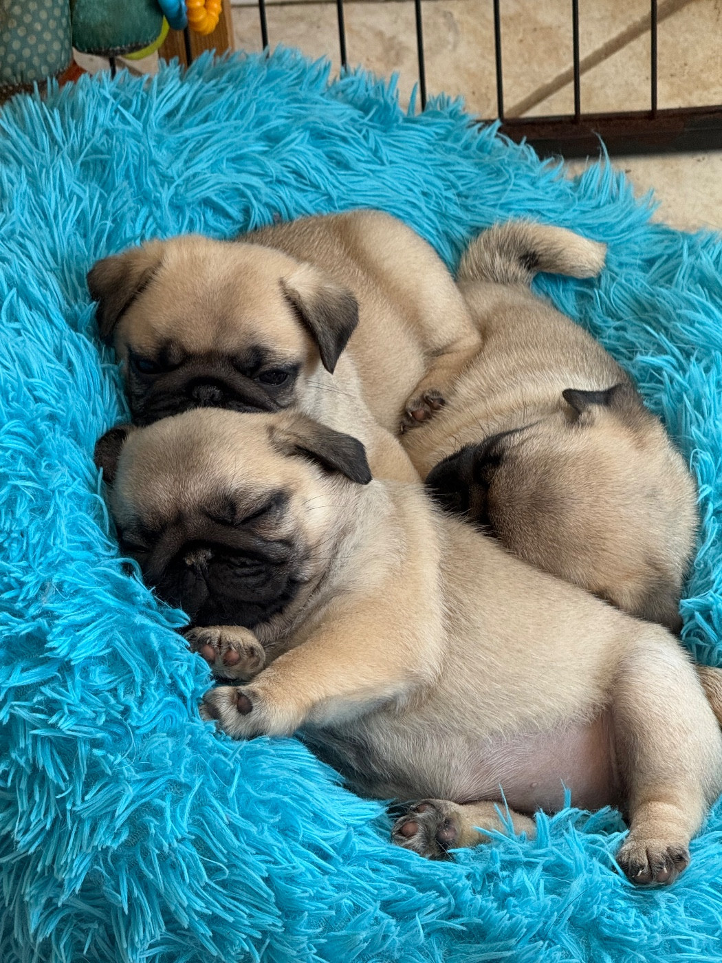 d'Amour du Temple Ming Kee - Bébés fauve clair masque noir