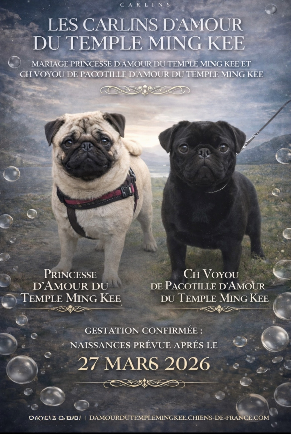 Des naissances prévues à partir du 27 mars 2026