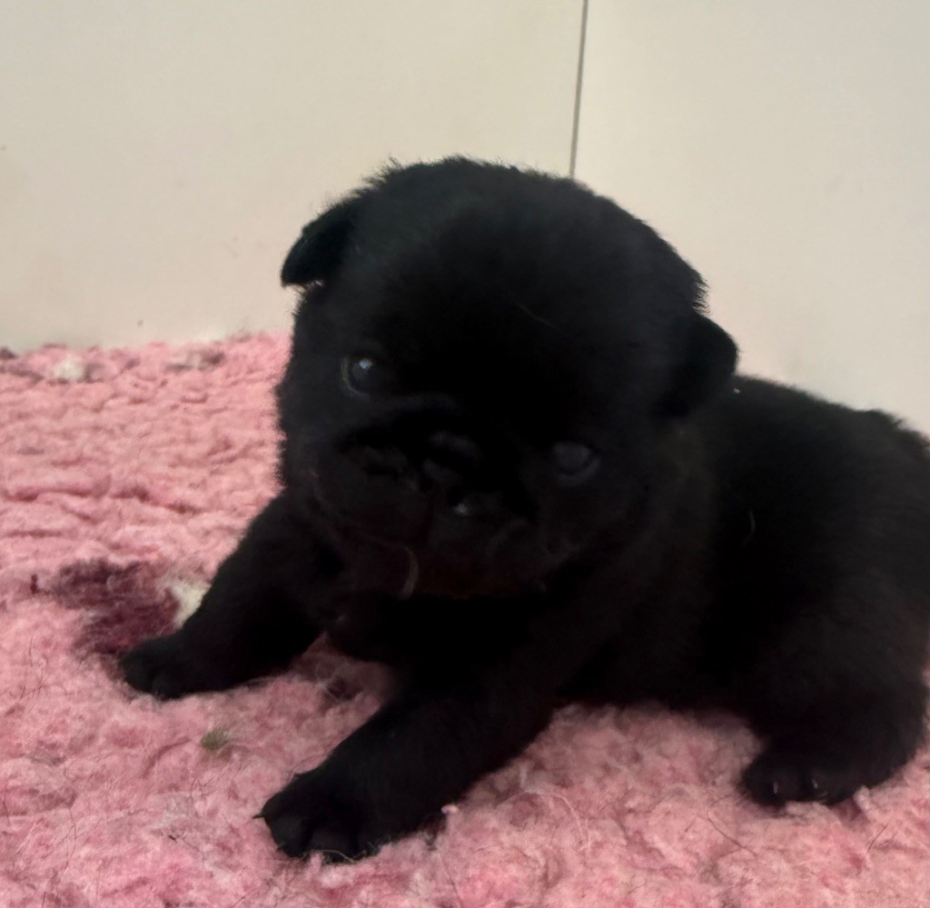 d'Amour du Temple Ming Kee - Chiots disponibles - Carlin