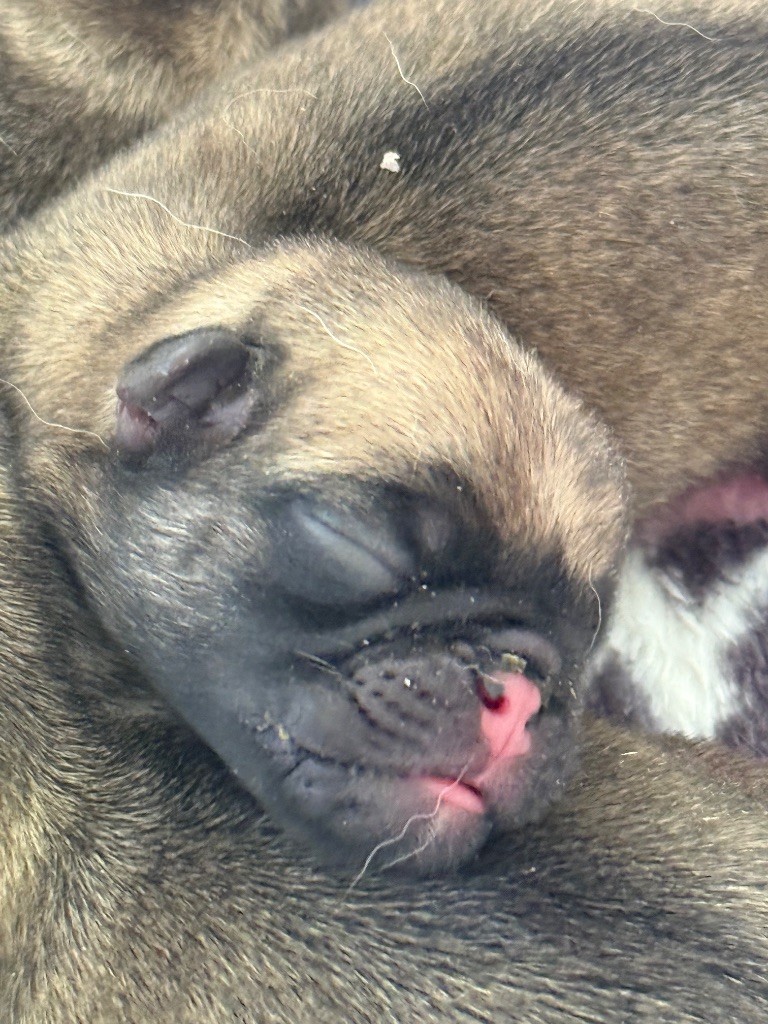 d'Amour du Temple Ming Kee - Chiots disponibles - Carlin