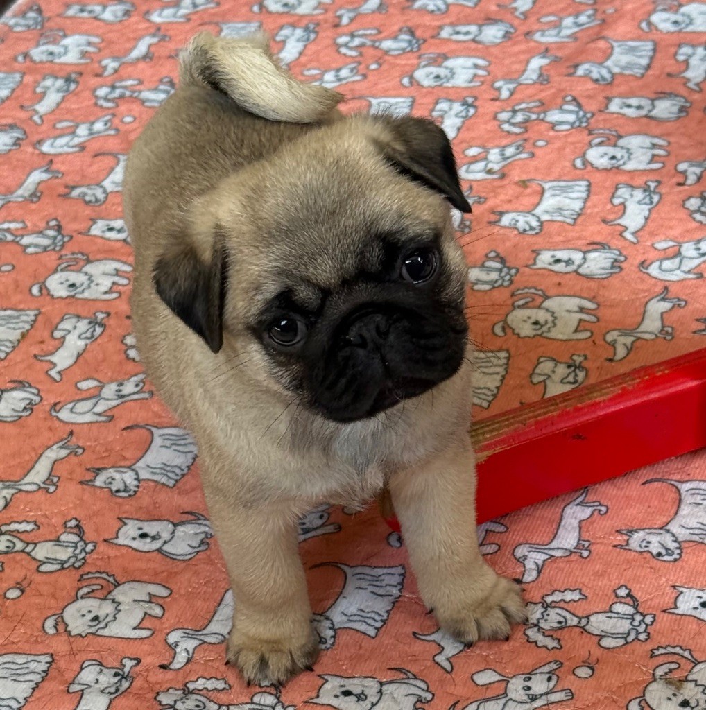 d'Amour du Temple Ming Kee - Chiots disponibles - Carlin
