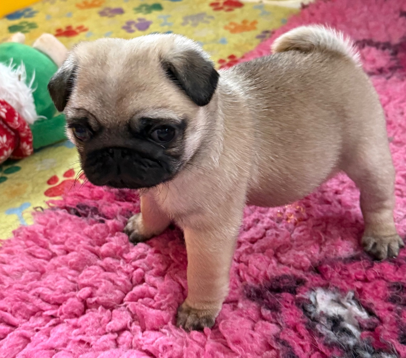 d'Amour du Temple Ming Kee - Chiots disponibles - Carlin