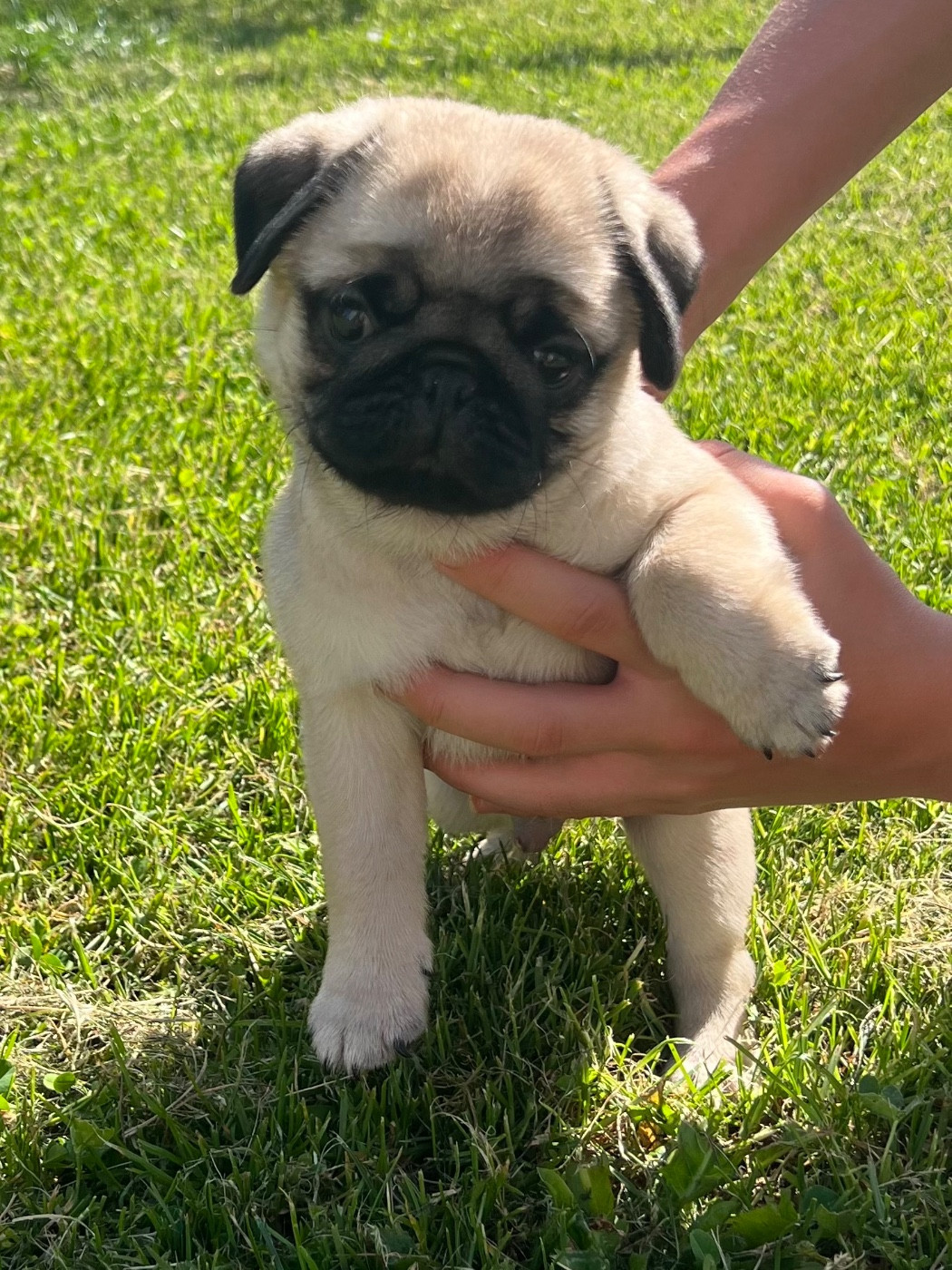 d'Amour du Temple Ming Kee - Chiots disponibles - Carlin
