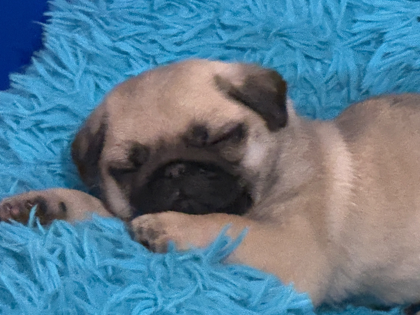 d'Amour du Temple Ming Kee - Chiots disponibles - Carlin