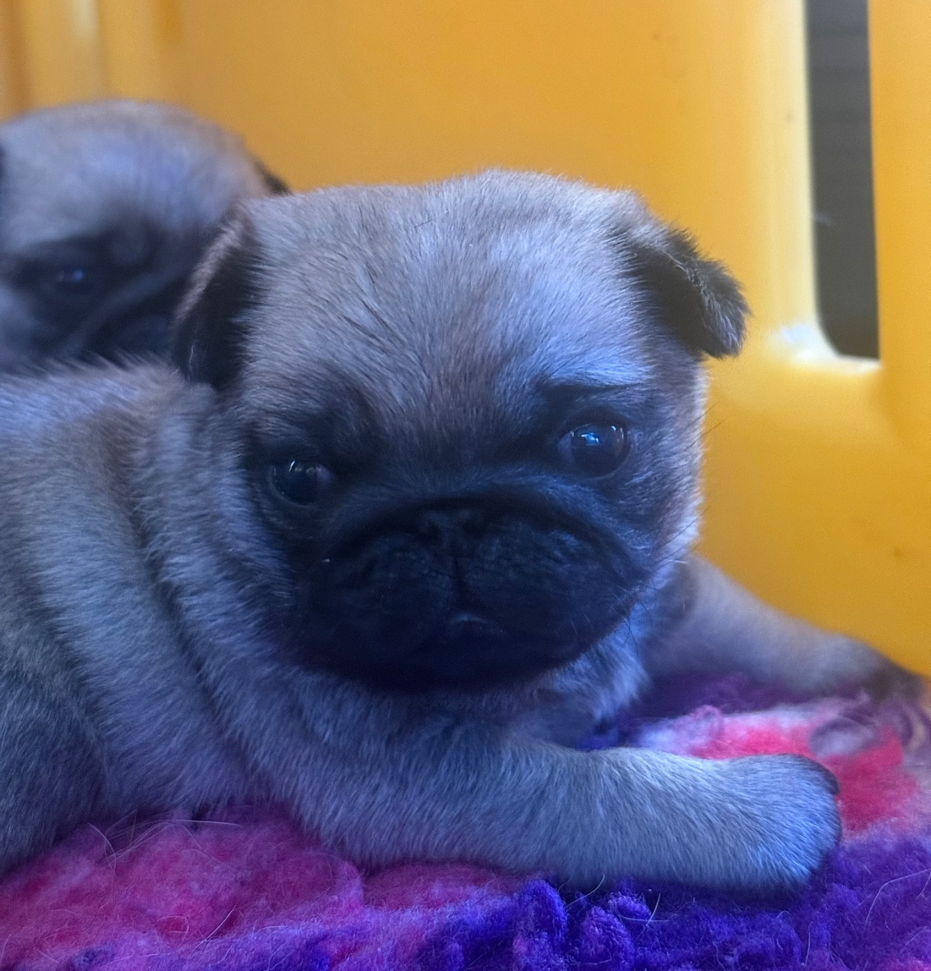 d'Amour du Temple Ming Kee - Chiots disponibles - Carlin