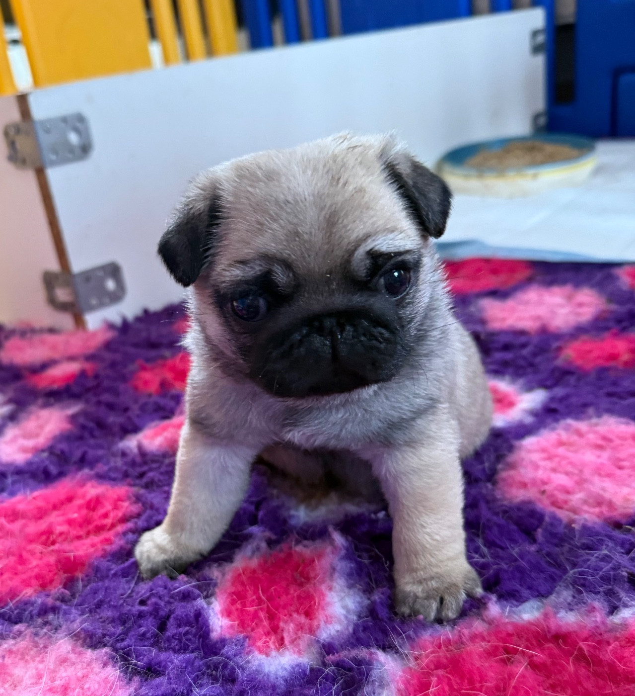 d'Amour du Temple Ming Kee - Chiots disponibles - Carlin