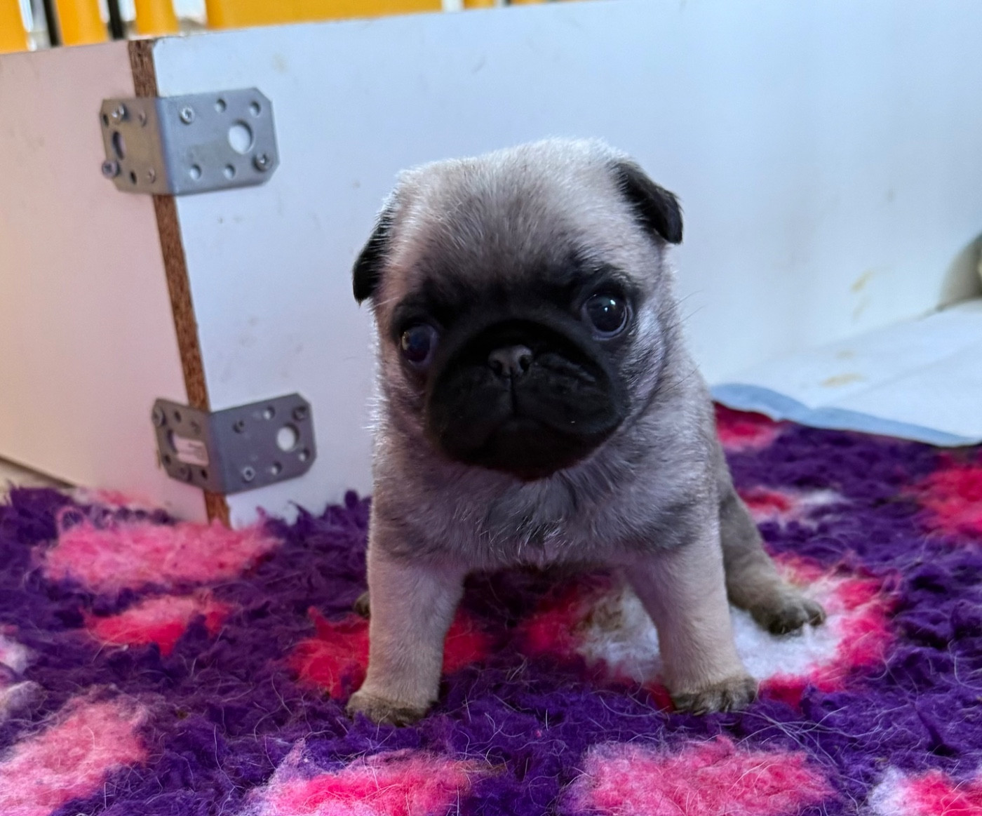 d'Amour du Temple Ming Kee - Chiots disponibles - Carlin