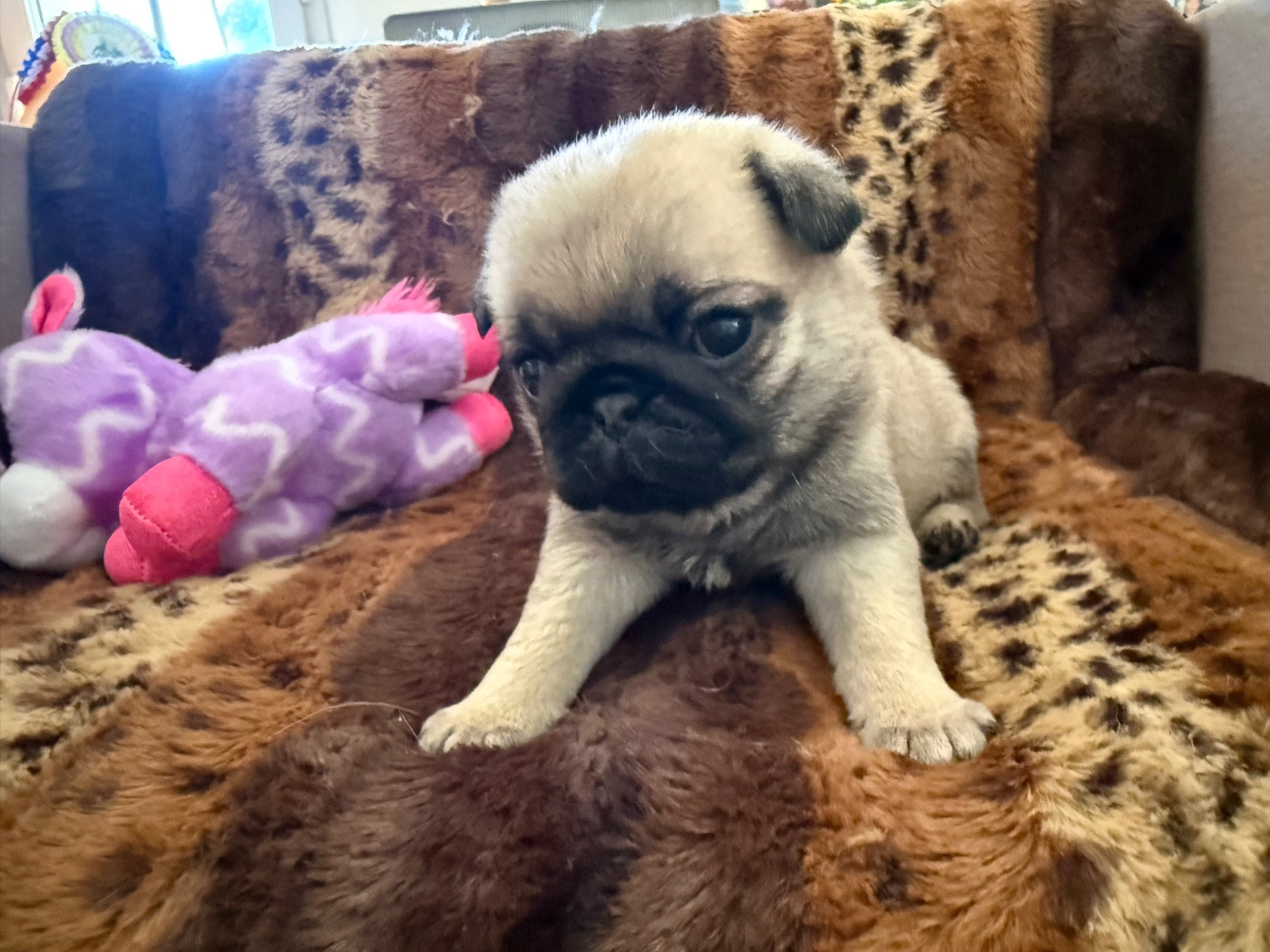 d'Amour du Temple Ming Kee - Chiots disponibles - Carlin
