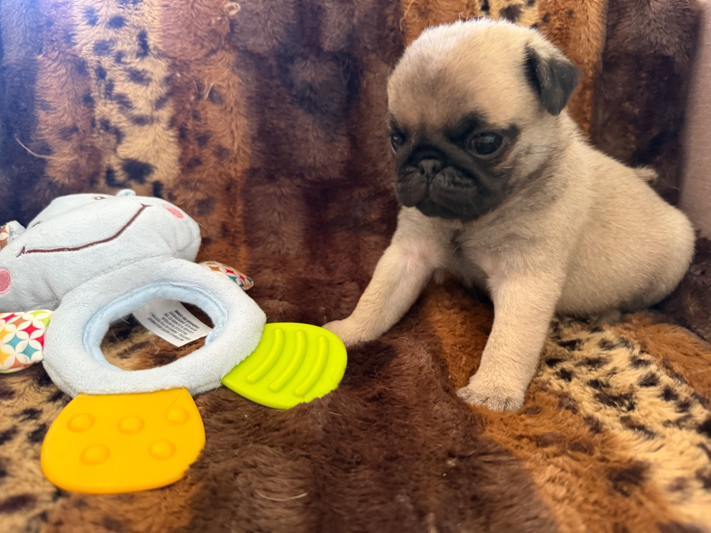 d'Amour du Temple Ming Kee - Chiots disponibles - Carlin