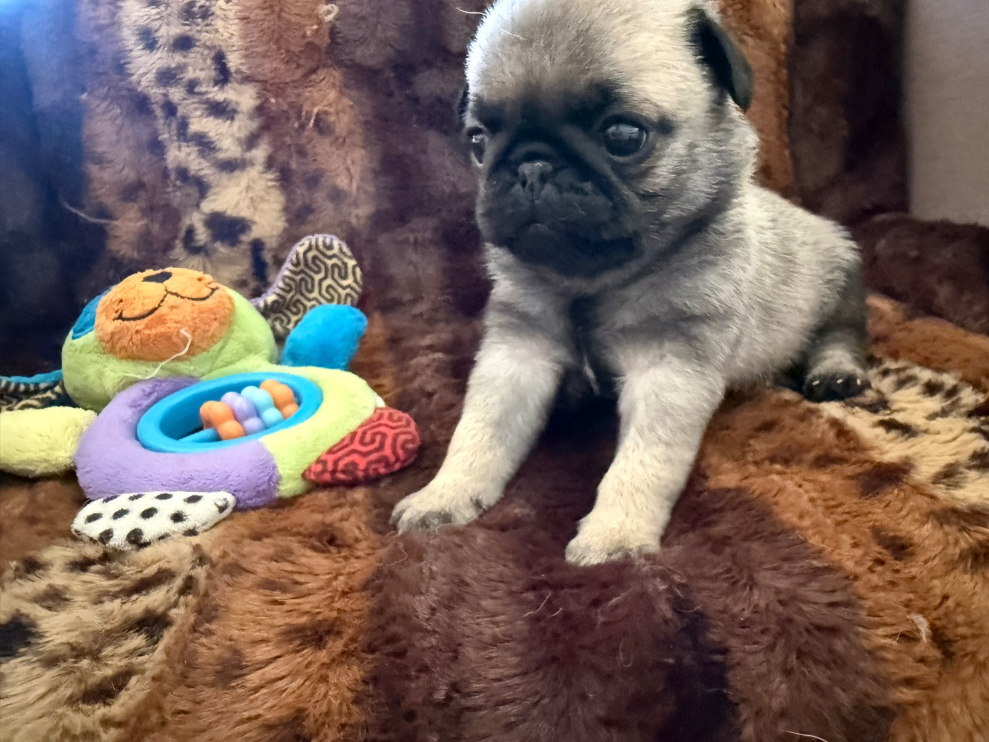 d'Amour du Temple Ming Kee - Chiots disponibles - Carlin