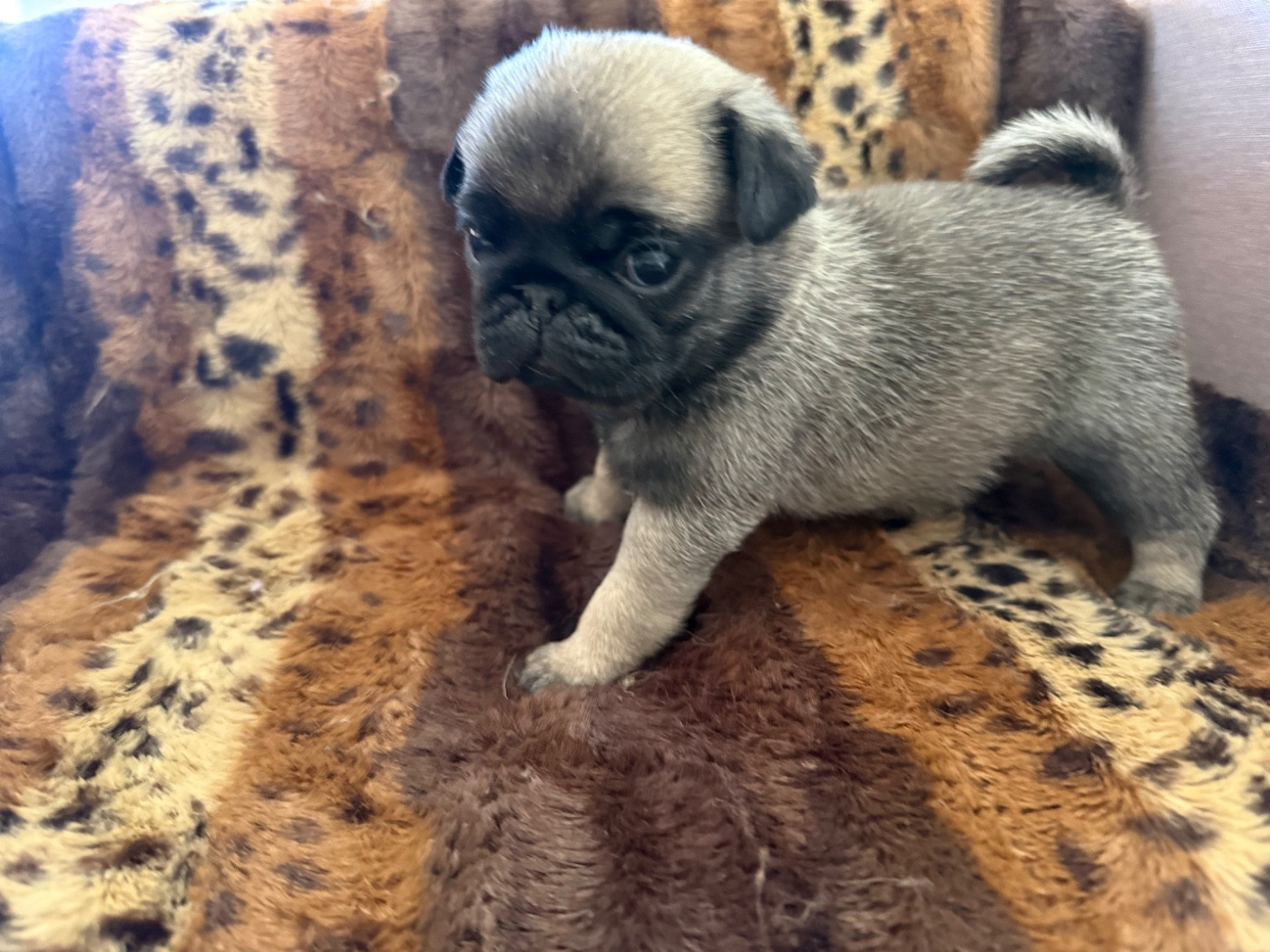 d'Amour du Temple Ming Kee - Chiots disponibles - Carlin