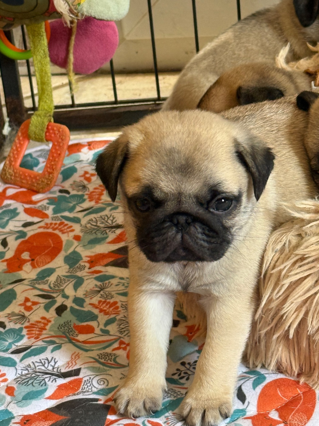 d'Amour du Temple Ming Kee - Chiots disponibles - Carlin