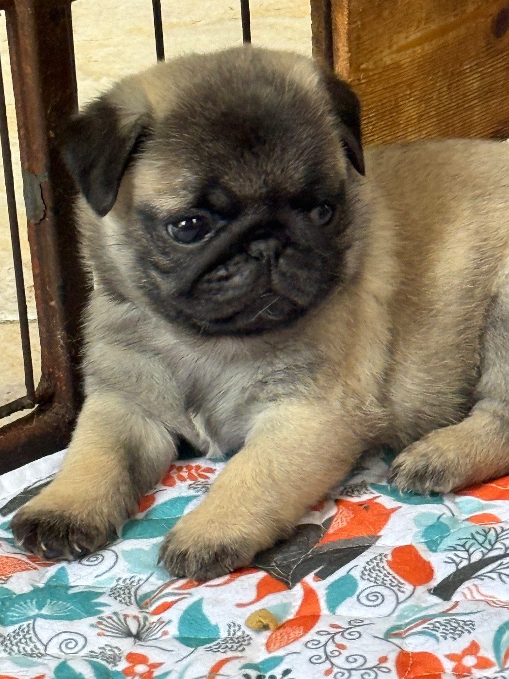 d'Amour du Temple Ming Kee - Chiots disponibles - Carlin