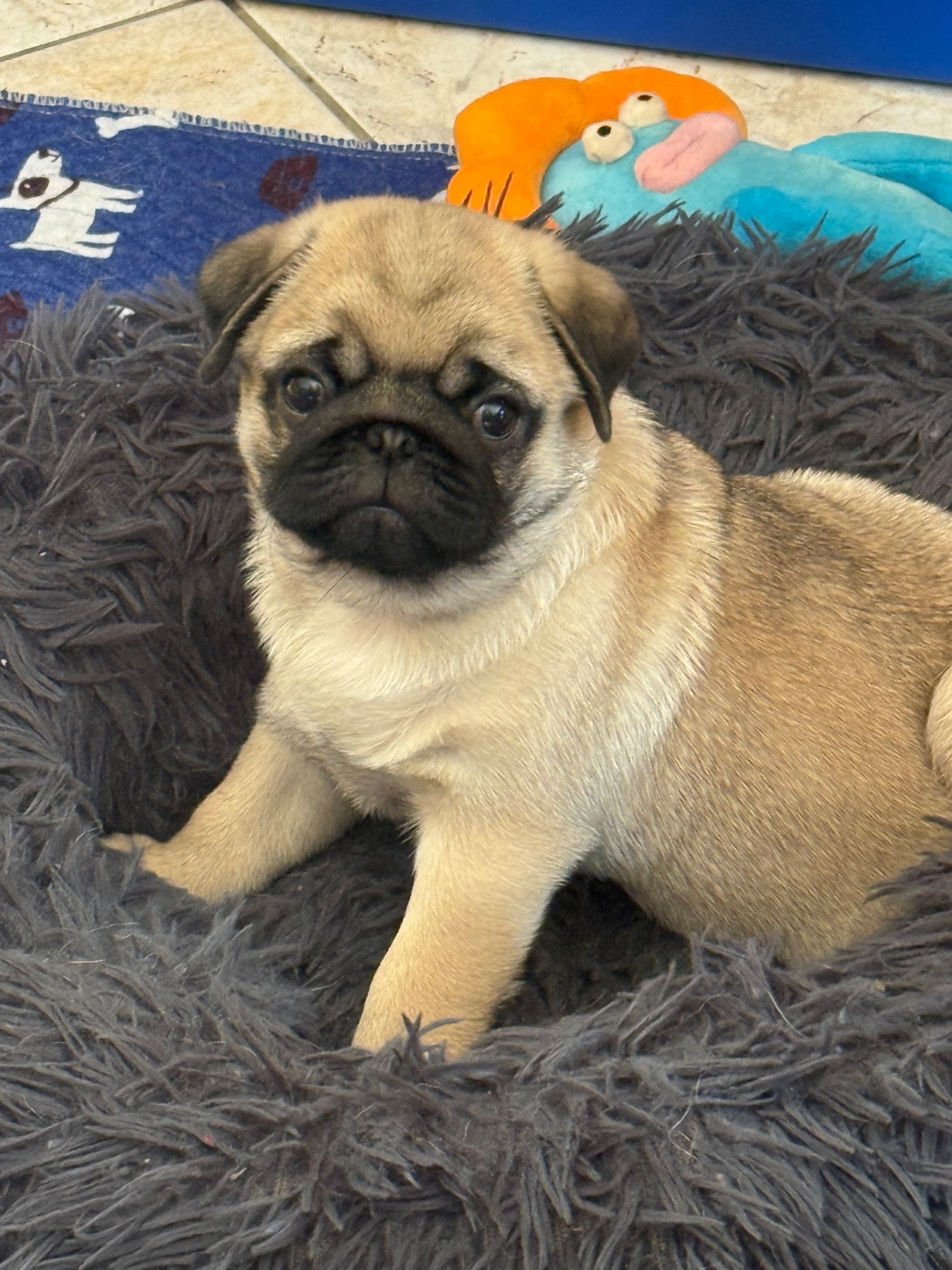 d'Amour du Temple Ming Kee - Chiots disponibles - Carlin