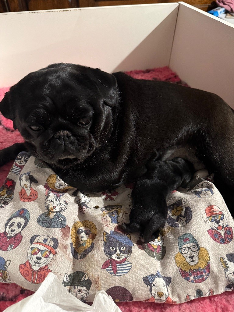 Chiot Carlin d'Amour du Temple Ming Kee