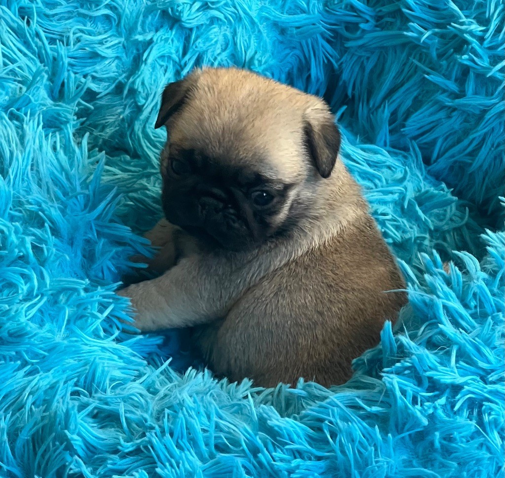 d'Amour du Temple Ming Kee - Chiots disponibles - Carlin
