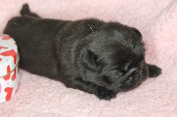 MISS BLACKY PEARL