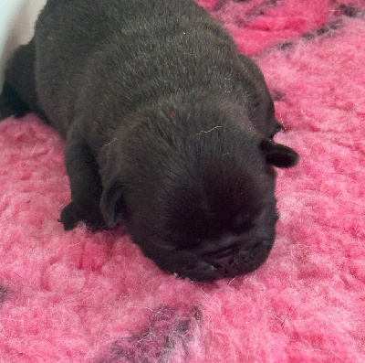 CHIOT 2