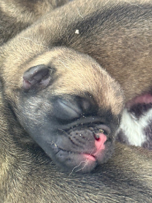 CHIOT 2