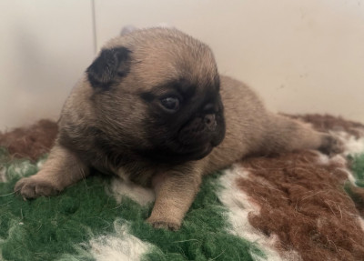 Chiot N°3