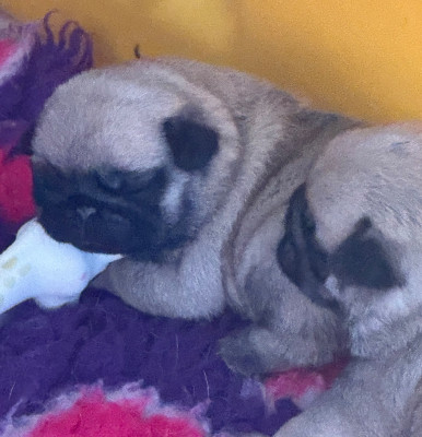 Chiot N°6