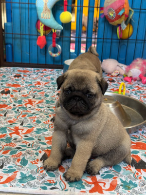 Chiot N°6