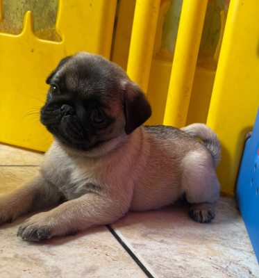 Chiot N°4