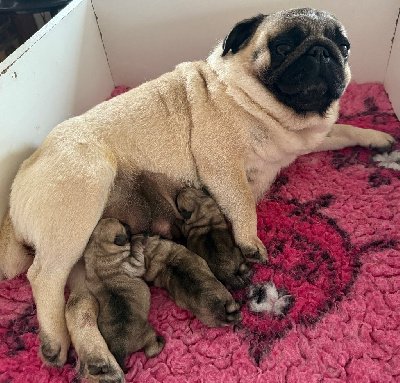 CHIOT 2