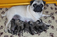 CHIOT