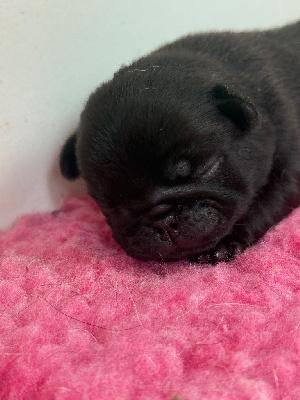 CHIOT 1