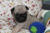 HERMINE