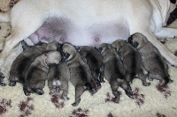CHIOT