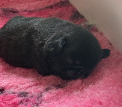 CHIOT 3