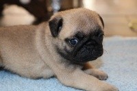 OSCAR