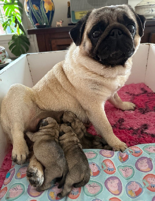 CHIOT 3