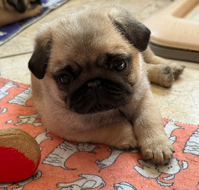 CHIOT 2