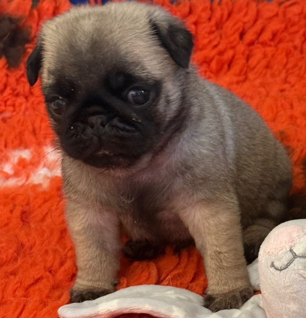 d'Amour du Temple Ming Kee - Chiots disponibles - Carlin