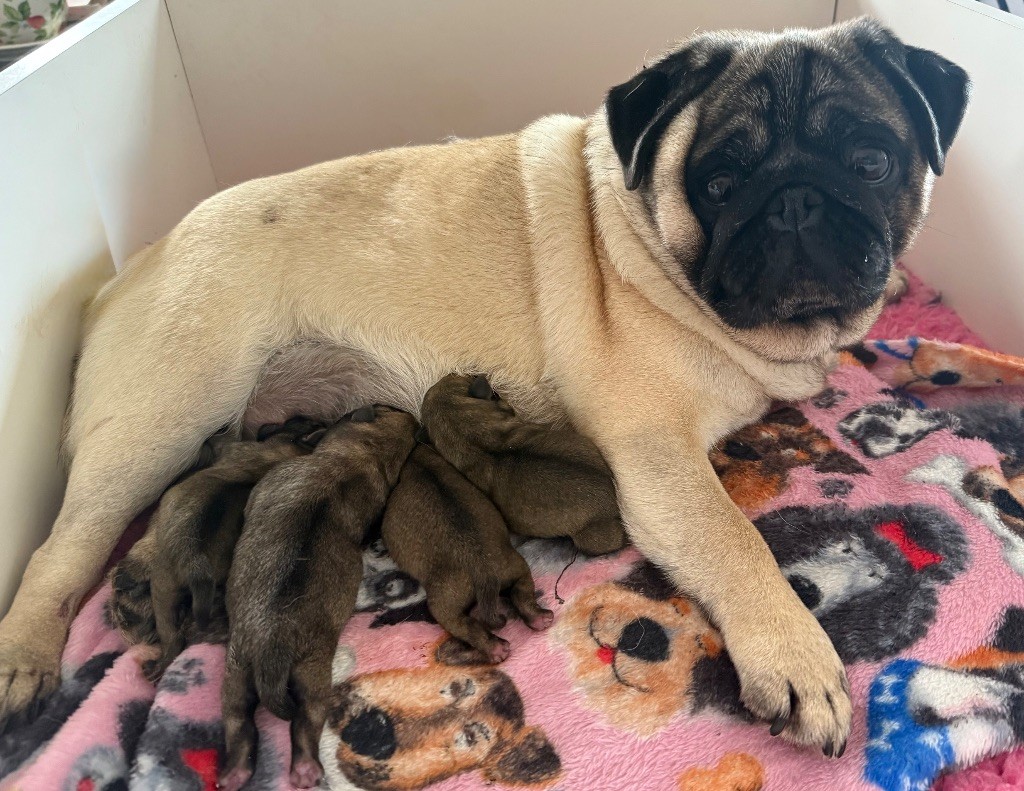 d'Amour du Temple Ming Kee - Chiots disponibles - Carlin