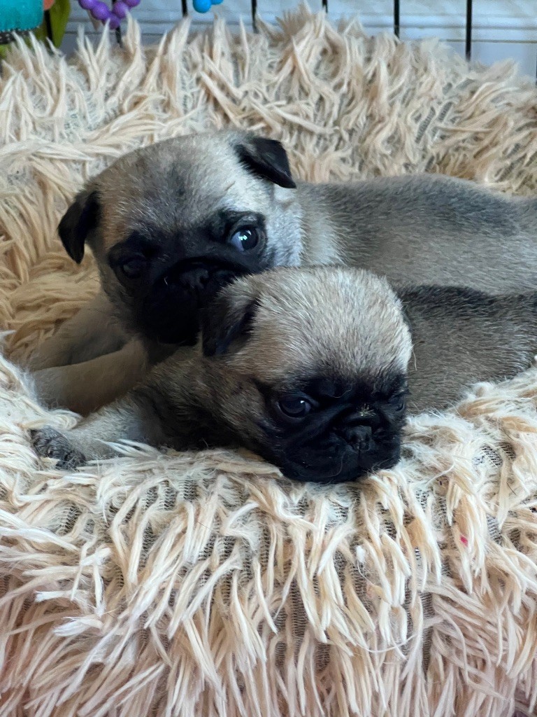 d'Amour du Temple Ming Kee - Chiots disponibles - Carlin